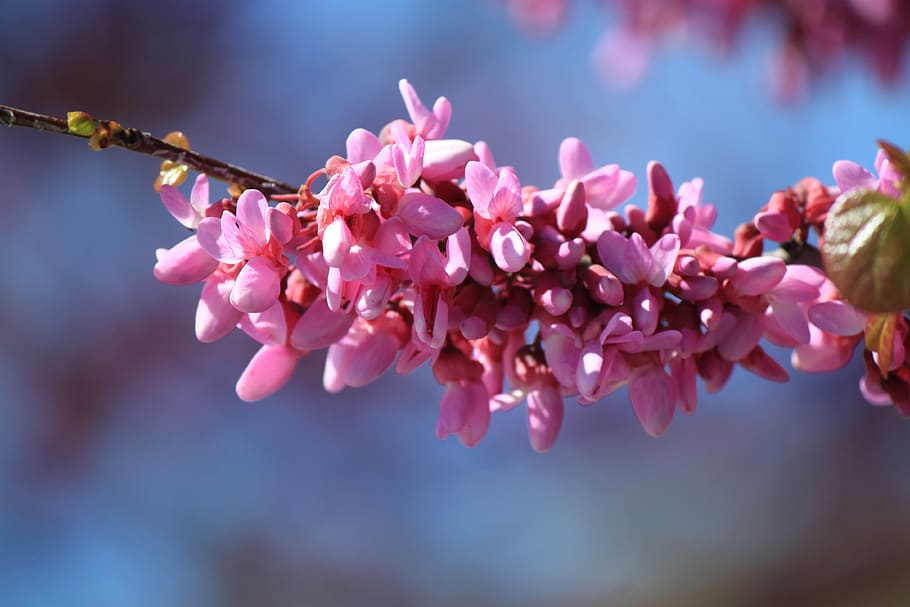 flower, nature, tree, flowering plant, fragility, vulnerability HD wallpaper