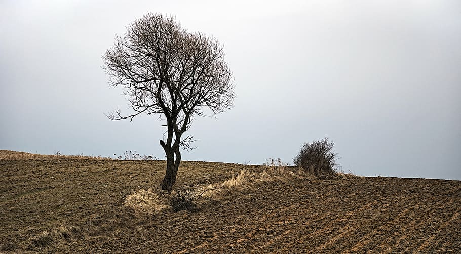 withered tree on desert photo, landscape, nature, poland, view HD wallpaper