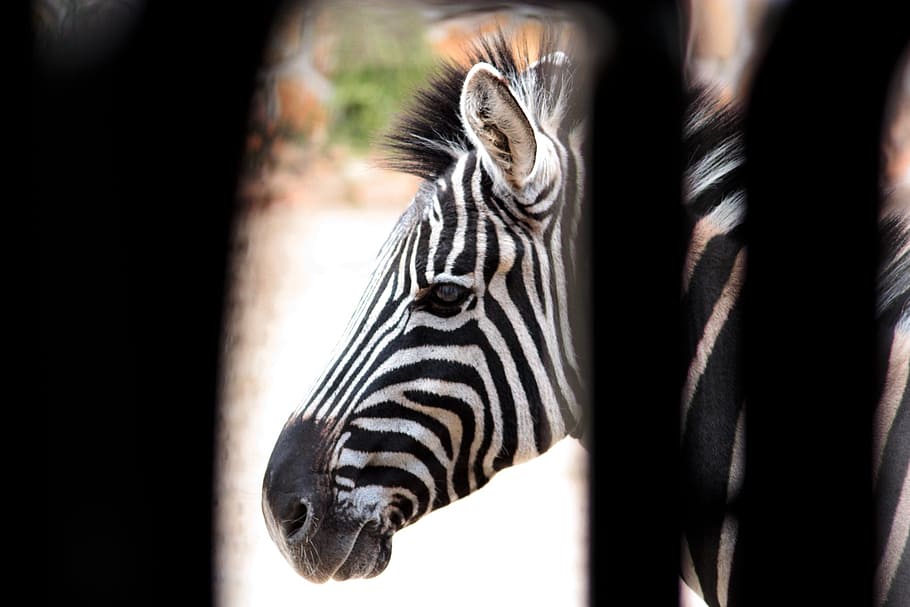zebra, strips, white, nero, black and white, animal, animals HD wallpaper