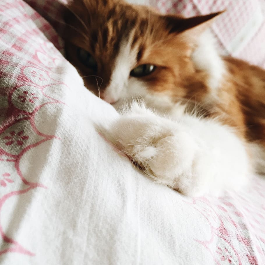 brown and white cat lying on white and red floral bed, short-coated brown cat lying on bed HD wallpaper