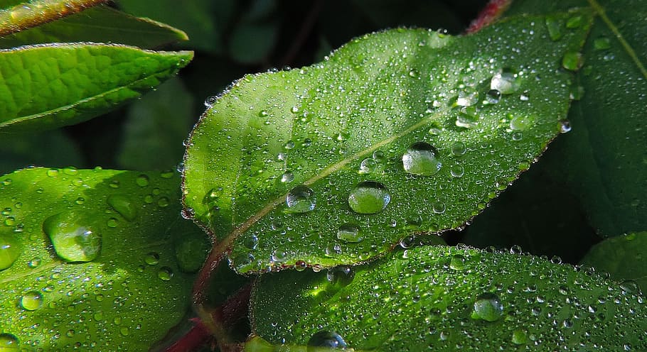 Nature, Leaves, Drops, Water, Macro, leaf, green Color, dew