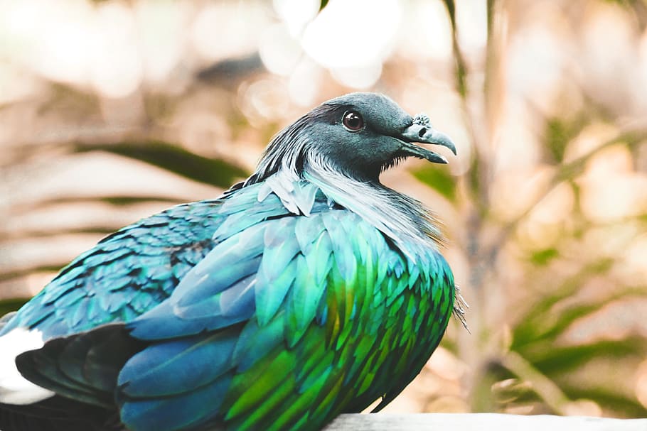 selective focus photography of green and blue pigeon, nicobar pigeon, HD wallpaper