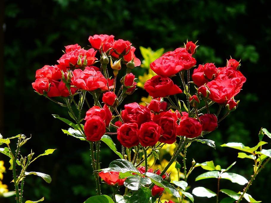 photo of red roses, Back Light, Flower, Blossom, bloom, plant HD wallpaper
