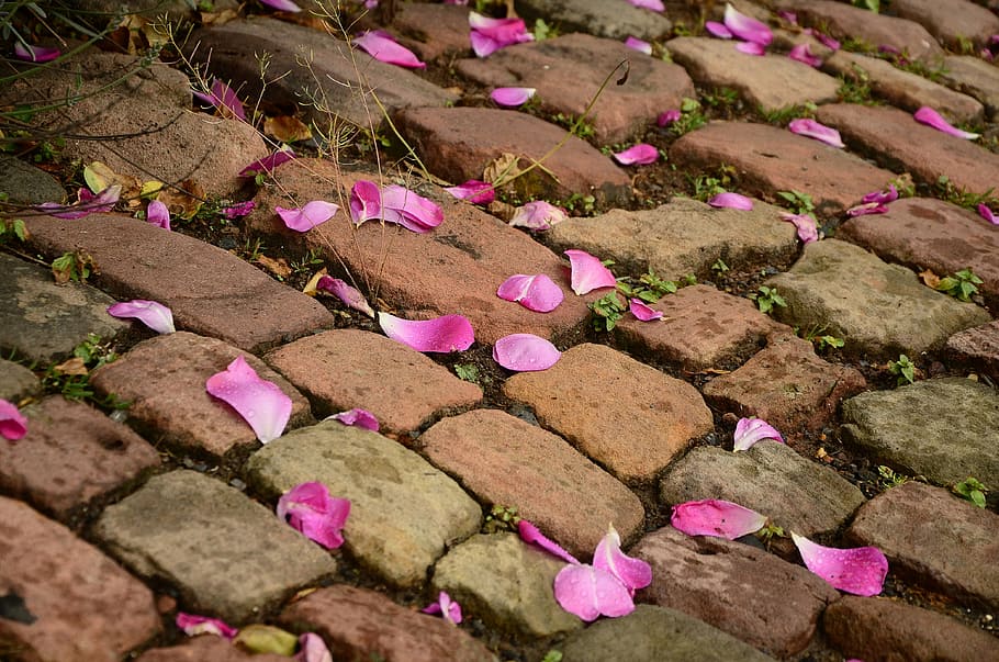 photography of pink petals on brick pavement, patch, paving stones HD wallpaper
