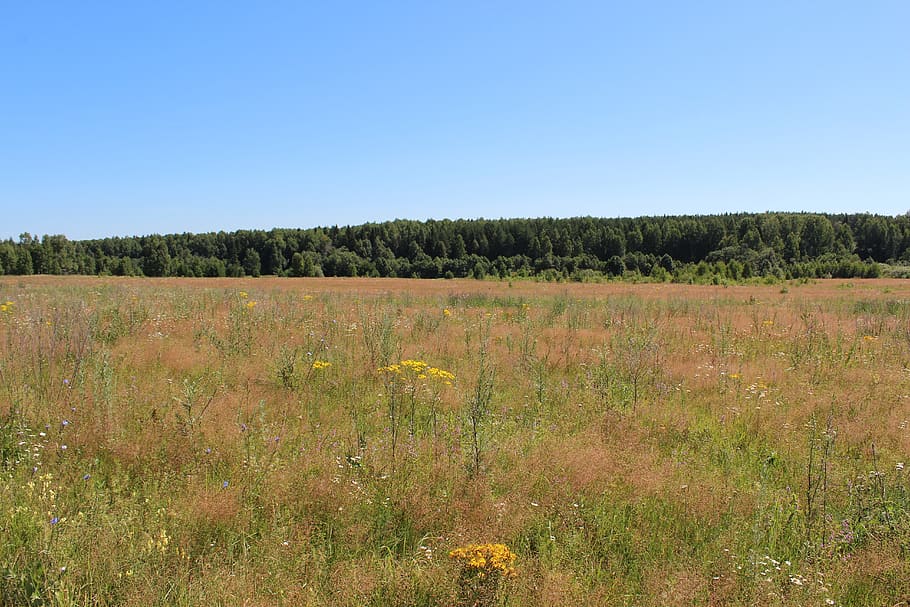 landscape, nature, panoramic, sky, plant, clear sky, tranquility HD wallpaper