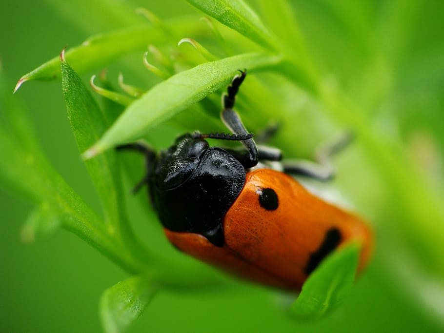 ladybug, grass, worm, nature, insect, invertebrate, animal wildlife HD wallpaper