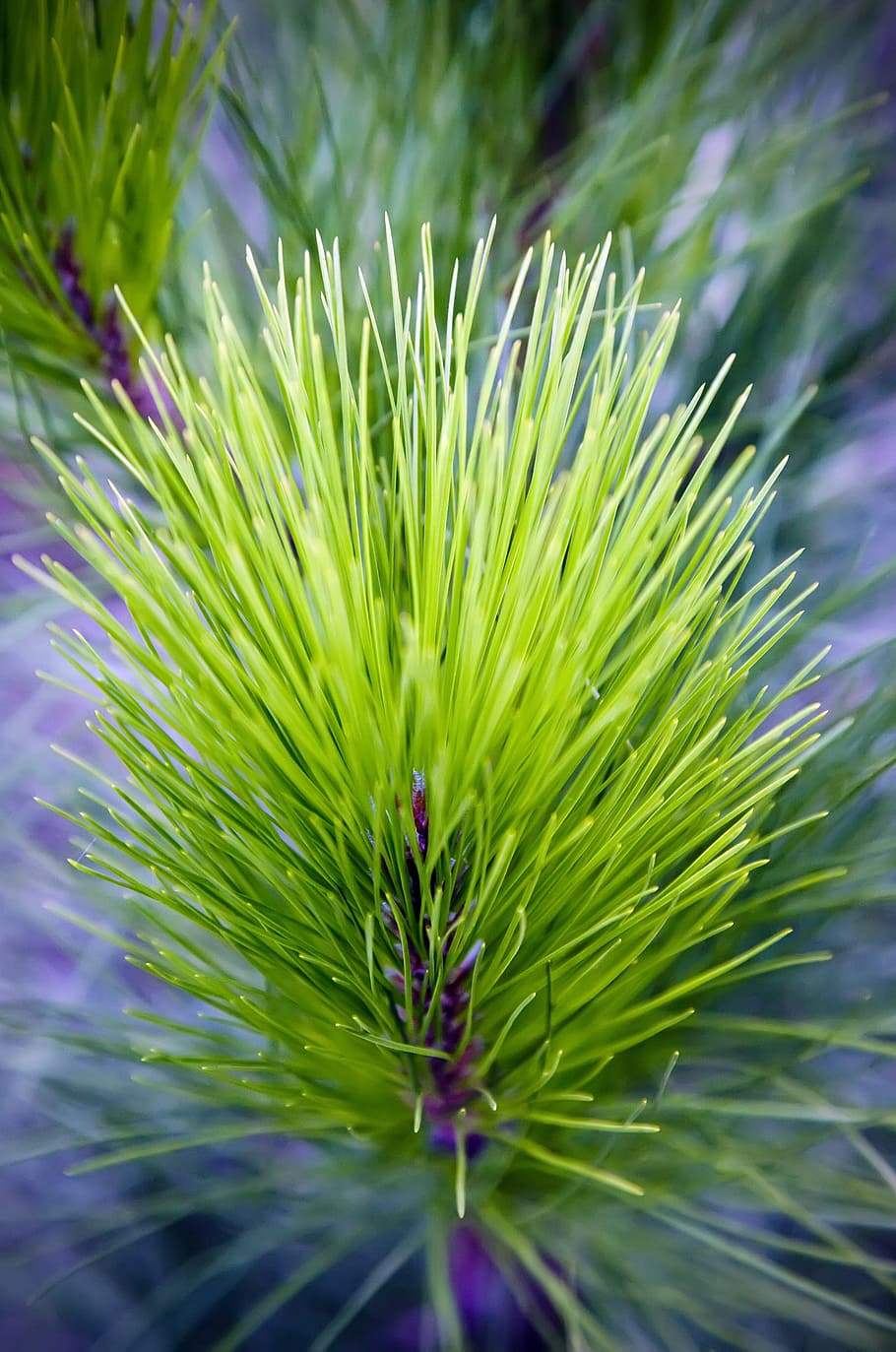 Pine, Needles, Forest, Trees, pine needles, nature, pine branch HD wallpaper