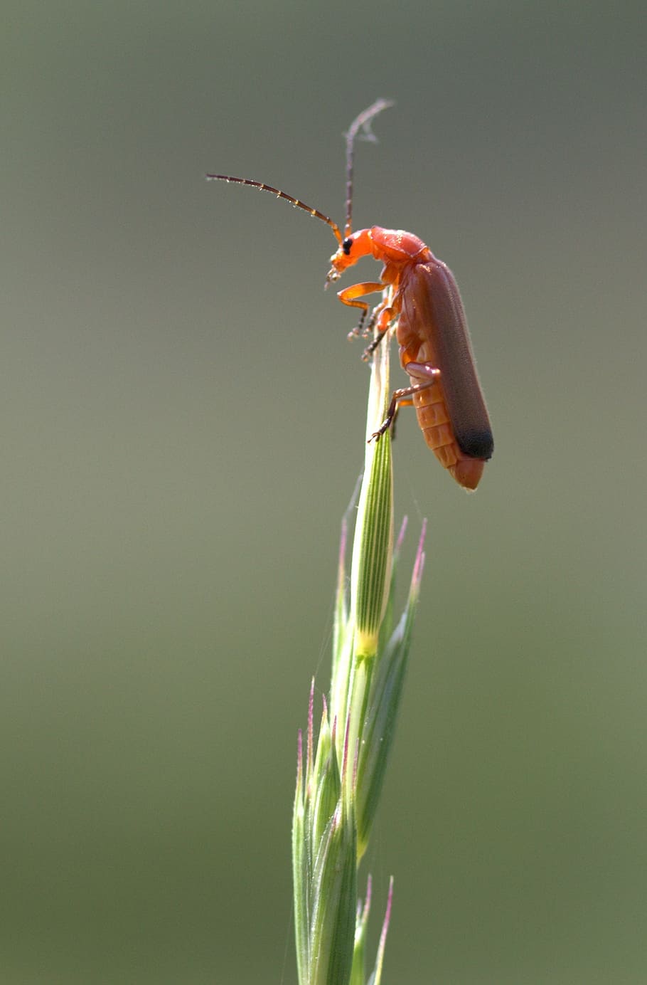 insecta, top, strain, acrobat, red, animal themes, one animal HD wallpaper