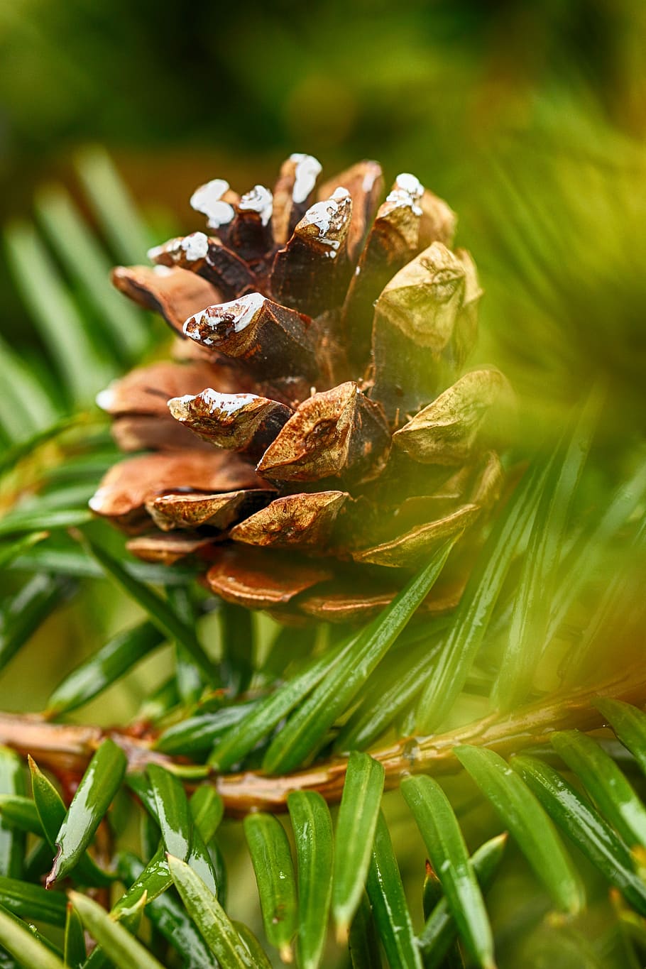 cone, nature, tree, evergreen, pine, pine needle, plant, close-up HD wallpaper