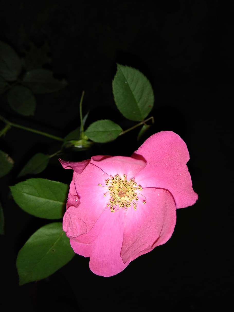 flower, flora, nature, leaf, rose, flowering plant, beauty in nature HD wallpaper