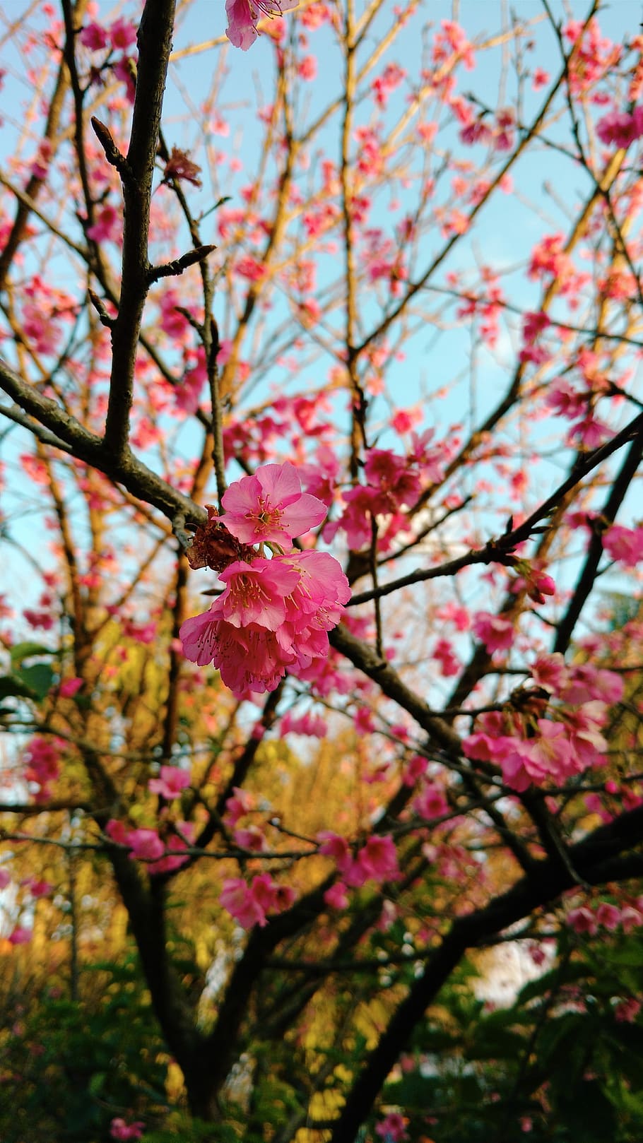 sakura, flower, cherry, plant, flowering plant, beauty in nature HD wallpaper