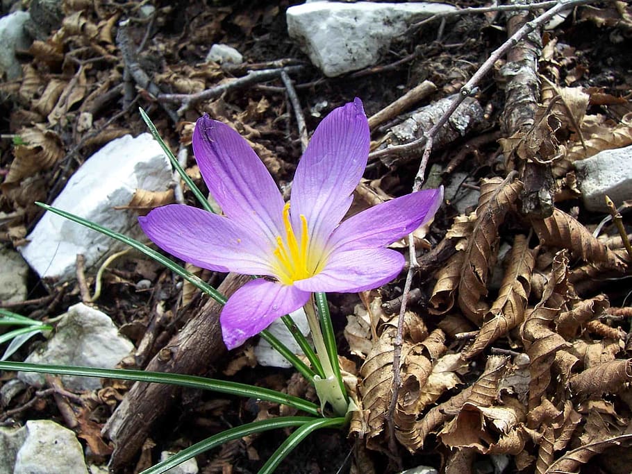 flower, crocus, macro, bloom, blue, spring, blossom, nature HD wallpaper