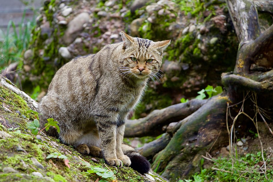 nature, animals, wildcat, mammal, feline, one animal, pets HD wallpaper