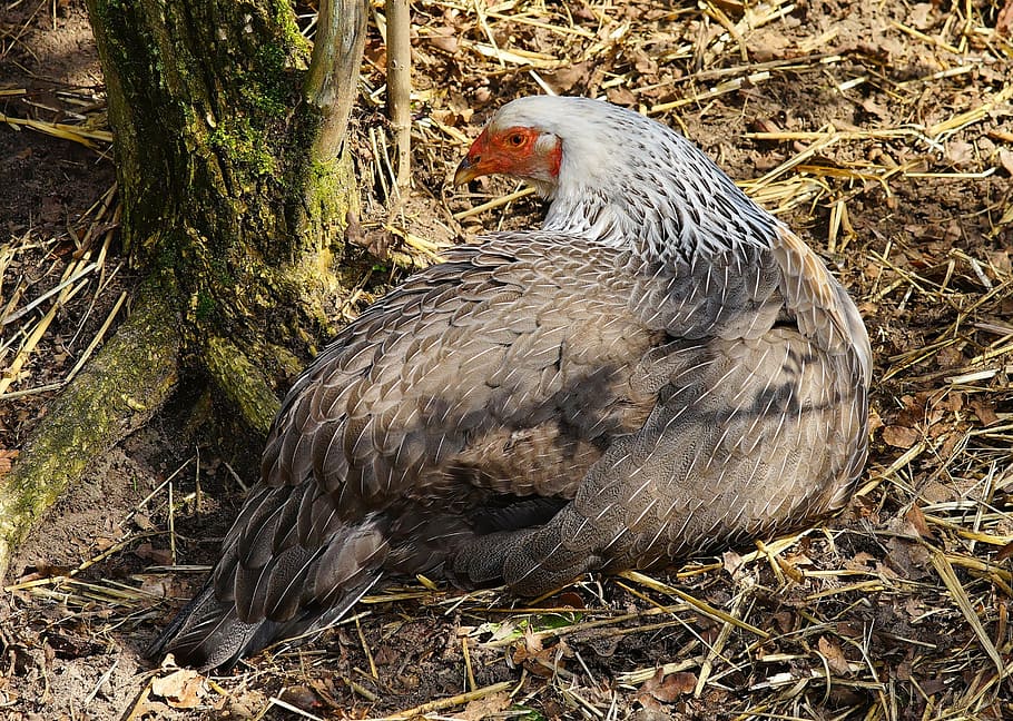 bird, hahn, poultry, pride, feather, gockel, animal, comb, plumage HD wallpaper