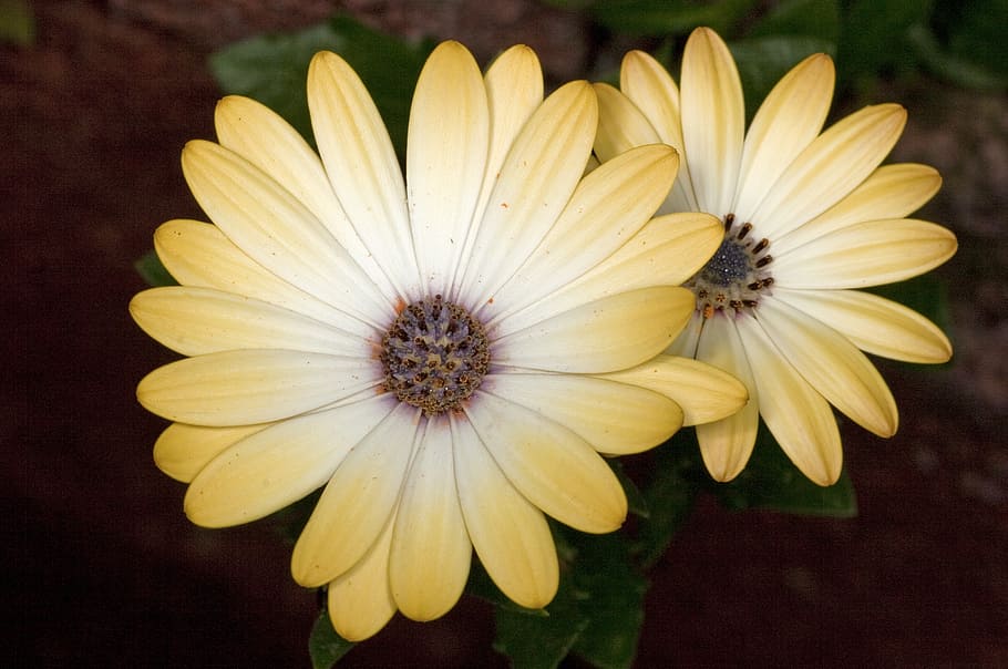 flower, yellow, spring, petals, blossom, bloom, flowering plant HD wallpaper
