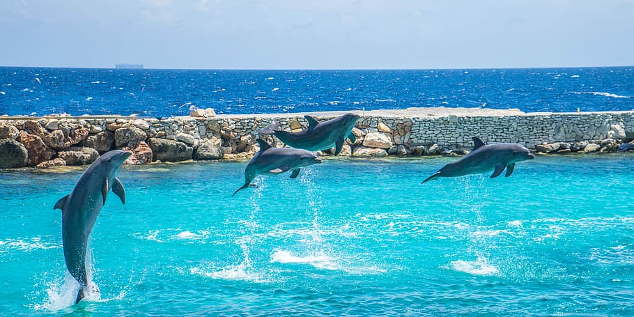 four Dolphins flying in the sea during daytime, jumping, stunt HD wallpaper