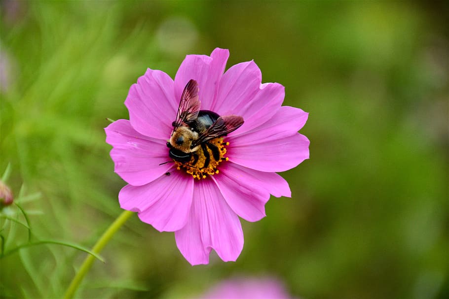 nature, petals, flower, bee, bloom, blossom, bug, close-up, flora HD wallpaper