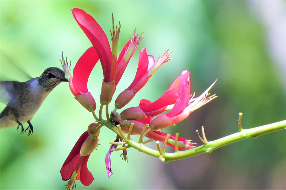 humming bird sucking pollen on pink flowers, hummingbird, in flight