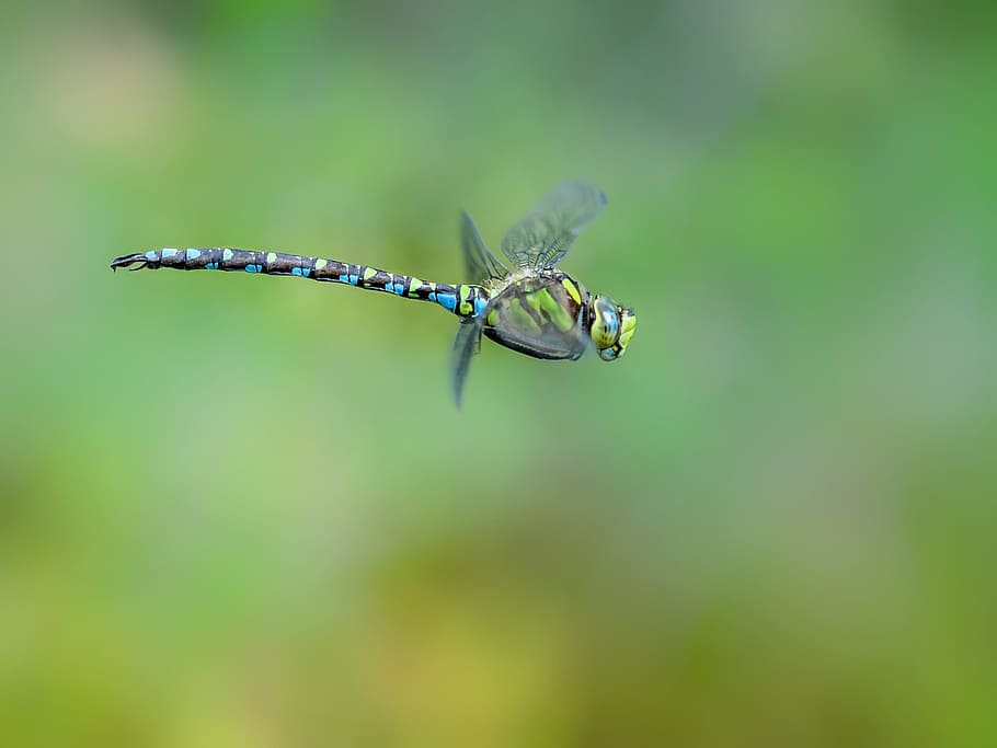 green and blue dragonfly flying selective focus photography, hawker, HD wallpaper