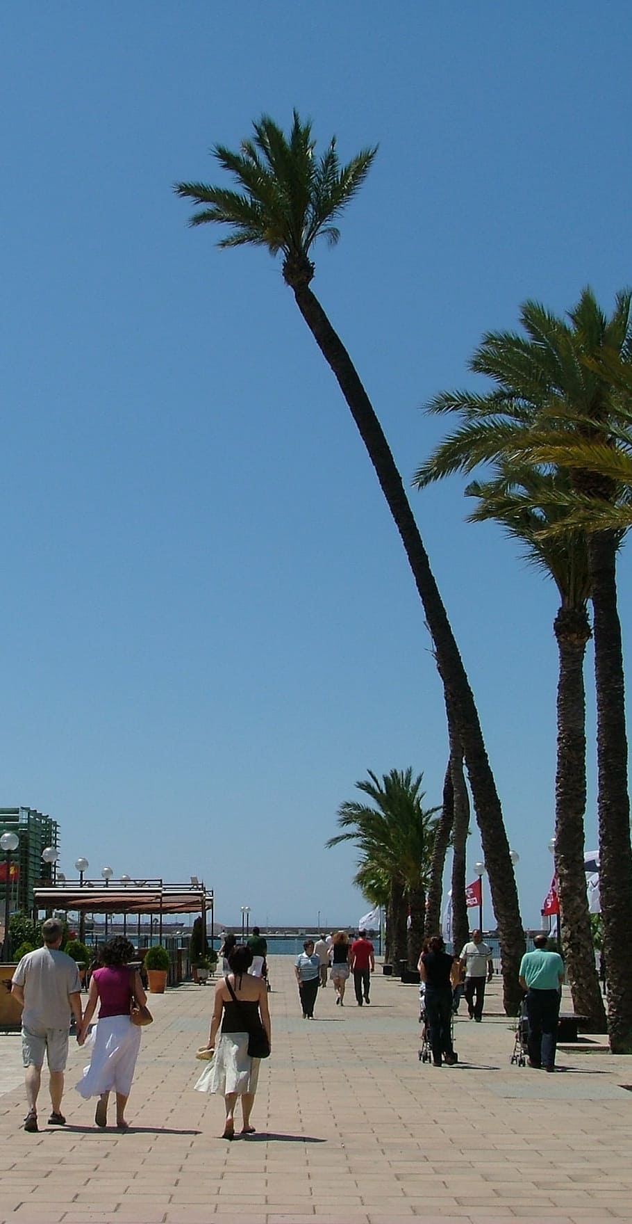 spain, palm tree, leaning, hot, sunny, sea, sand, stroll, happy, HD wallpaper