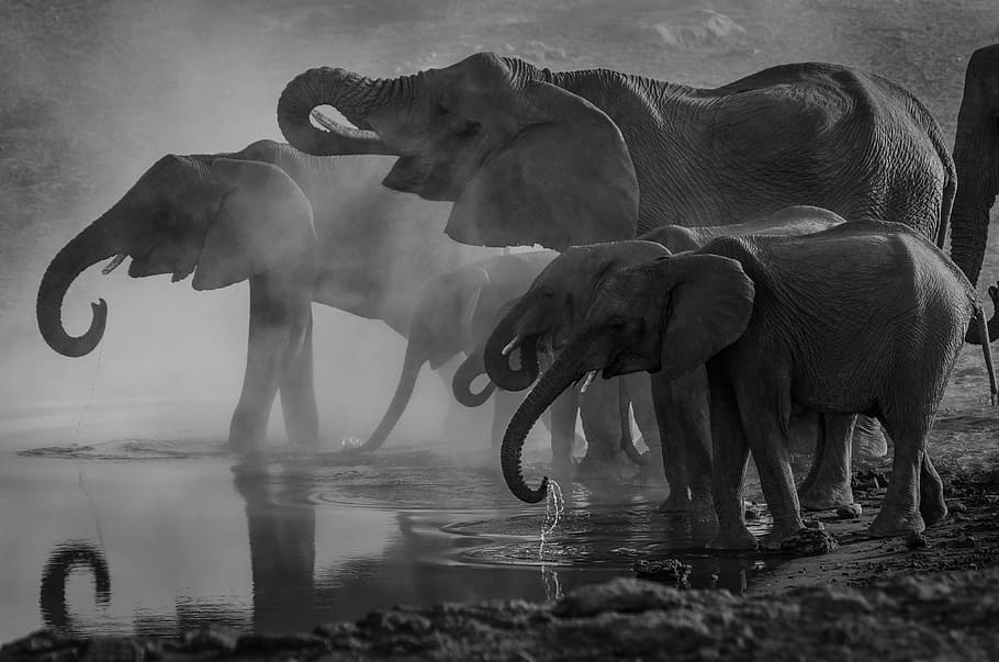 grayscale photo of elephants drinking water, group of elephants grayscale photo HD wallpaper