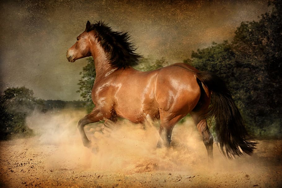 photo of running horse, mammal, equestrian, equine, action, dust
