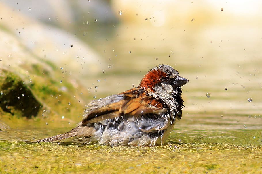 sparrow, bird, bathroom, shower, birds shower, animal themes HD wallpaper