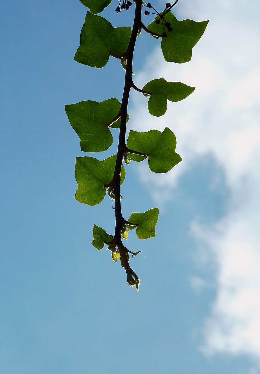 branch, aesthetic, tree, leaves, sky, deciduous tree, sunlight, HD wallpaper