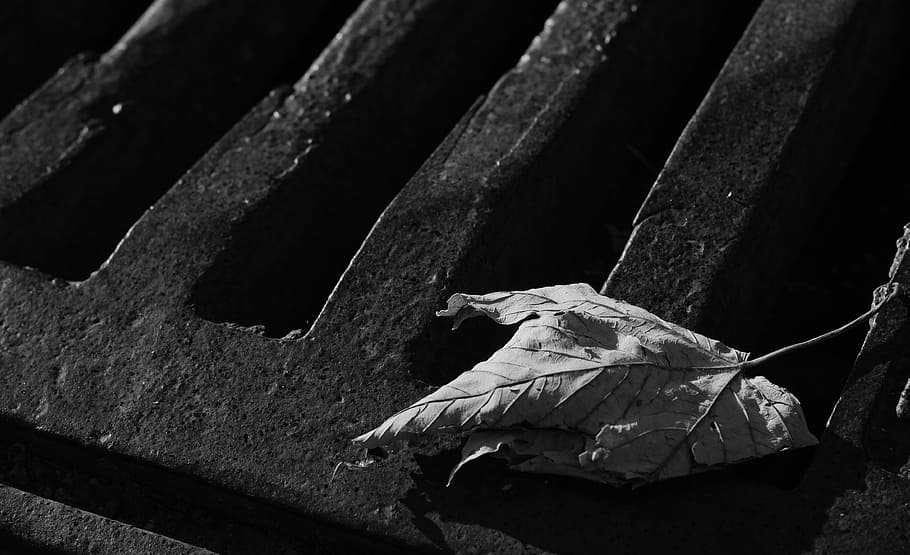 closeup photo of maple leaf, sheet, waste, sewerage, channel HD wallpaper