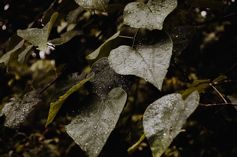 drop water on green leafed plant, shallow focus photography of leaves HD wallpaper