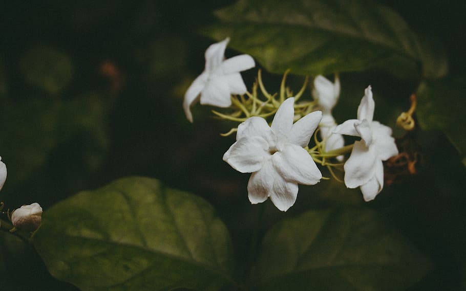 white petaled flower, delicate, leaves, stems, white flower HD wallpaper