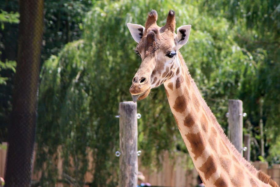 planckendael, giraffe, animal, animal themes, one animal, animal wildlife HD wallpaper