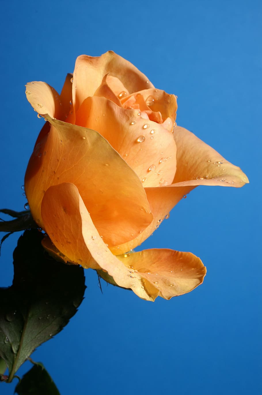 rose, orange, sky, blue, vulnerability, fragility, close-up HD wallpaper