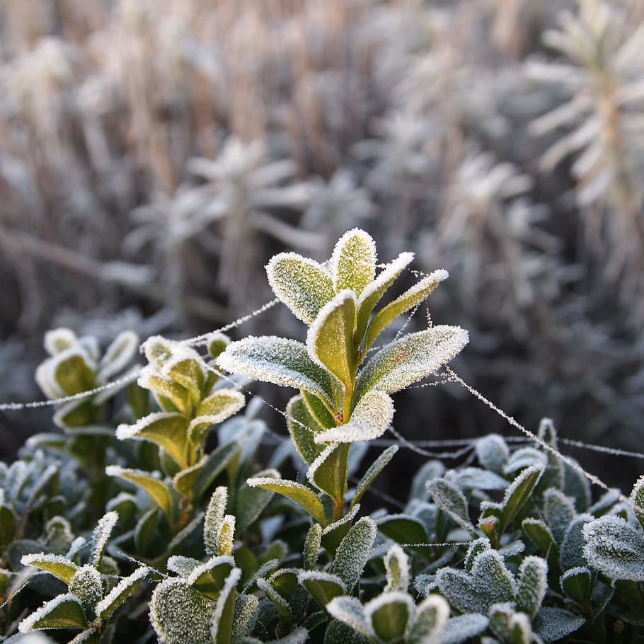 Heg, Freeze, Spider Web, Morning, Sun, nature, winter, plant HD wallpaper
