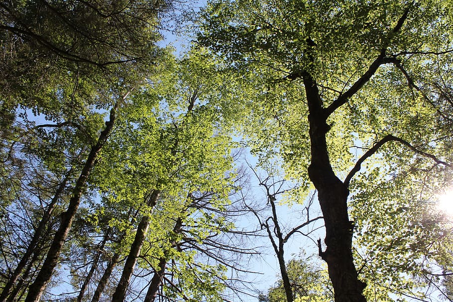forest, trees, nature, woods, plant, low angle view, growth HD wallpaper