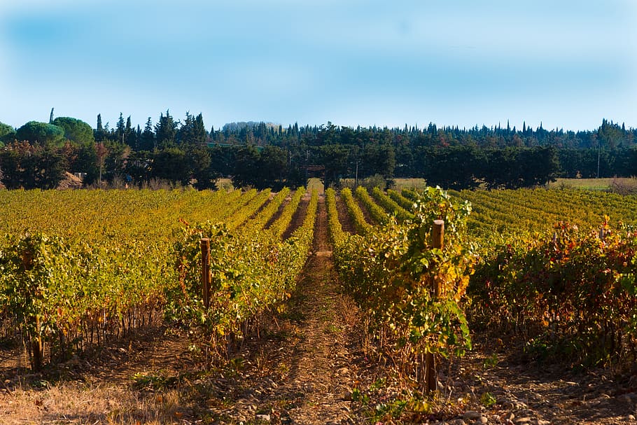 vines, fall, vineyard, color, beaucaire, red, costières de nîmes HD wallpaper