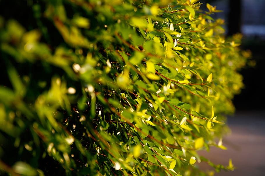 Background, Desktop, green leaf, green color, plant, nature HD wallpaper