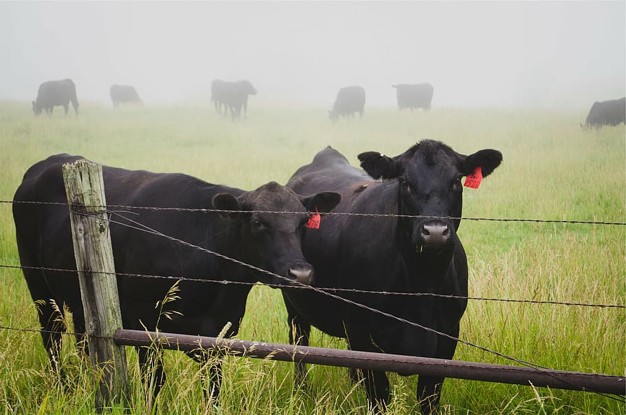 two black buffalos on green grassfield, cattle, cows, animals HD wallpaper