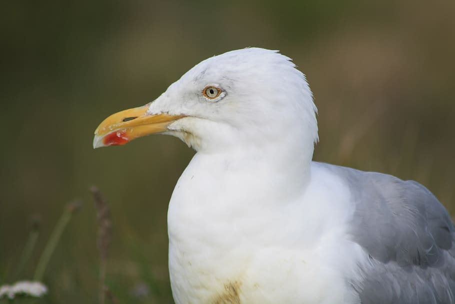 herring gull, bill, bird, seevogel, yellow, white, gulls, water bird HD wallpaper