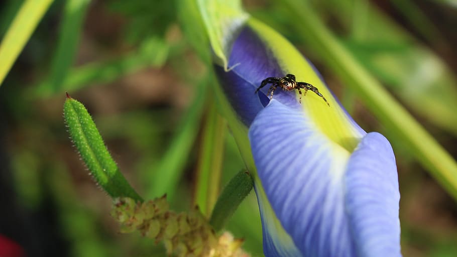 Spider, Flower, Iris, Garden, Insects, background, spring, one animal HD wallpaper