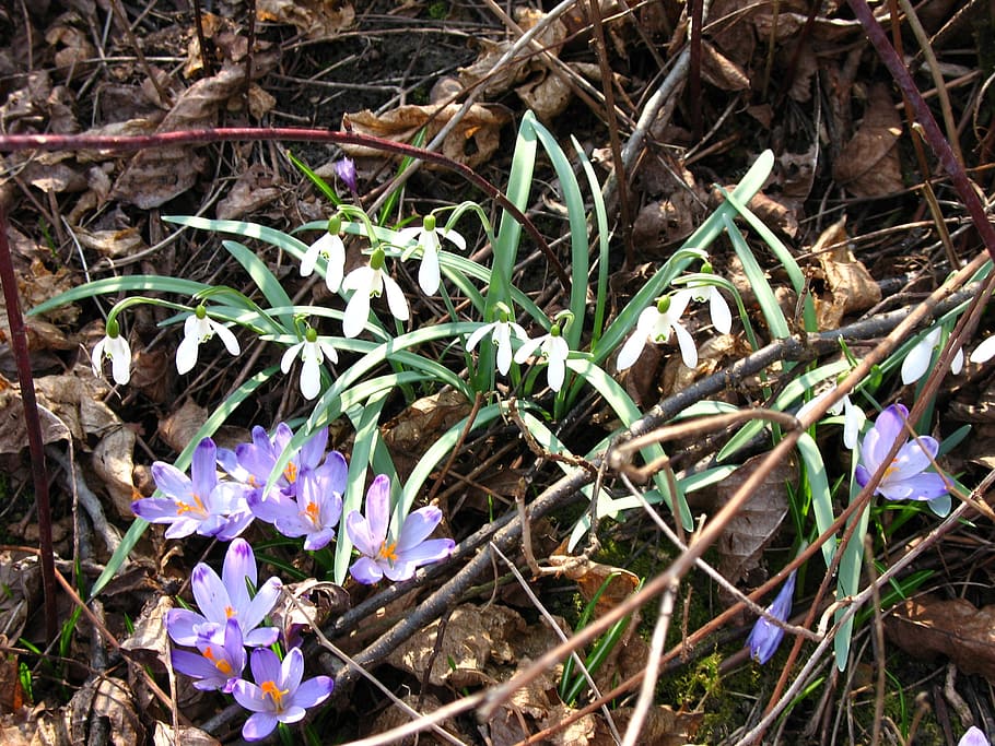 crocuses, snowdrops, spring, season, flowers, nature, red book HD wallpaper