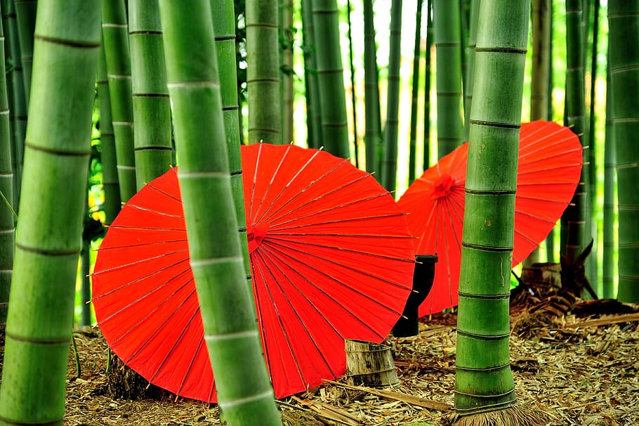 two red oil paper umbrella near brown bamboo grass, kyoto, kodai-ji temple, HD wallpaper