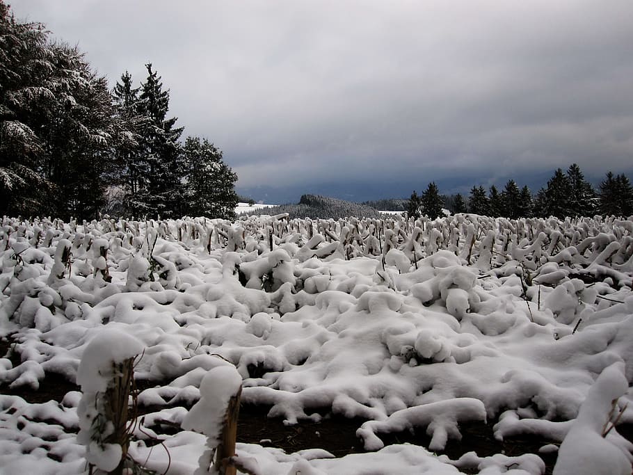 snowfield under nimbus cloud photo, Stubble, Cornfield, First Snow HD wallpaper