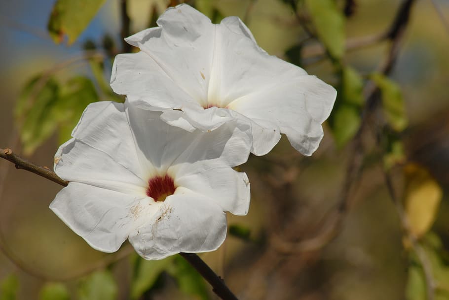 flower cazahuate, tree, bark, flowering plant, beauty in nature HD wallpaper