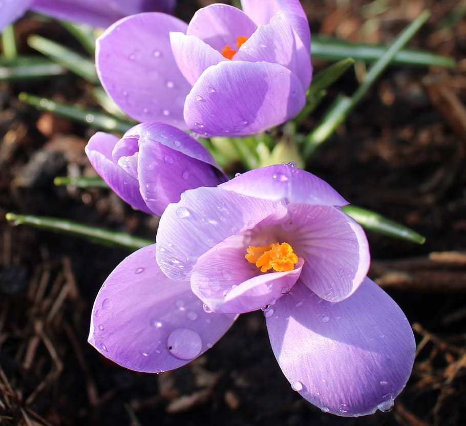 flowers, crocus, purple, beaded, spring, signs of spring, park HD wallpaper