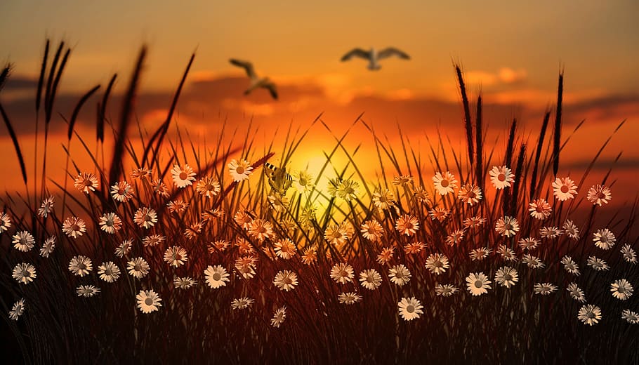 two birds flying above white flowers and grasses, wallpaper HD wallpaper