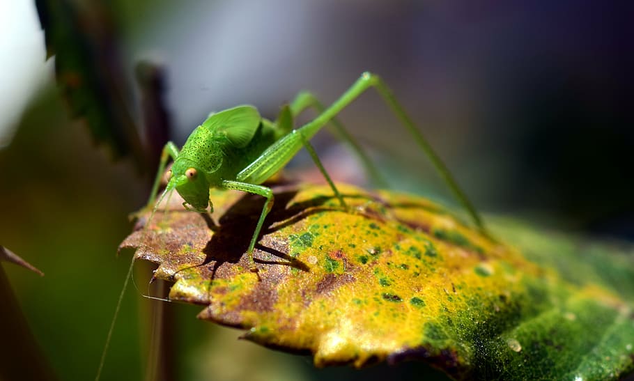 grasshopper, green, close, insect, nature, animal, viridissima HD wallpaper
