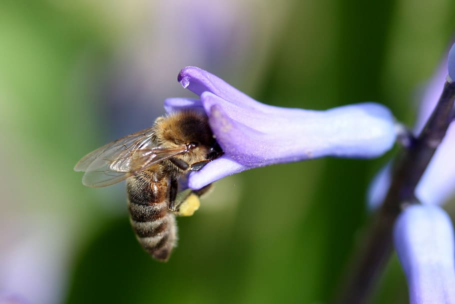 hyacinth, bee, pollination, blue, flower, insecta, petals, spring HD wallpaper