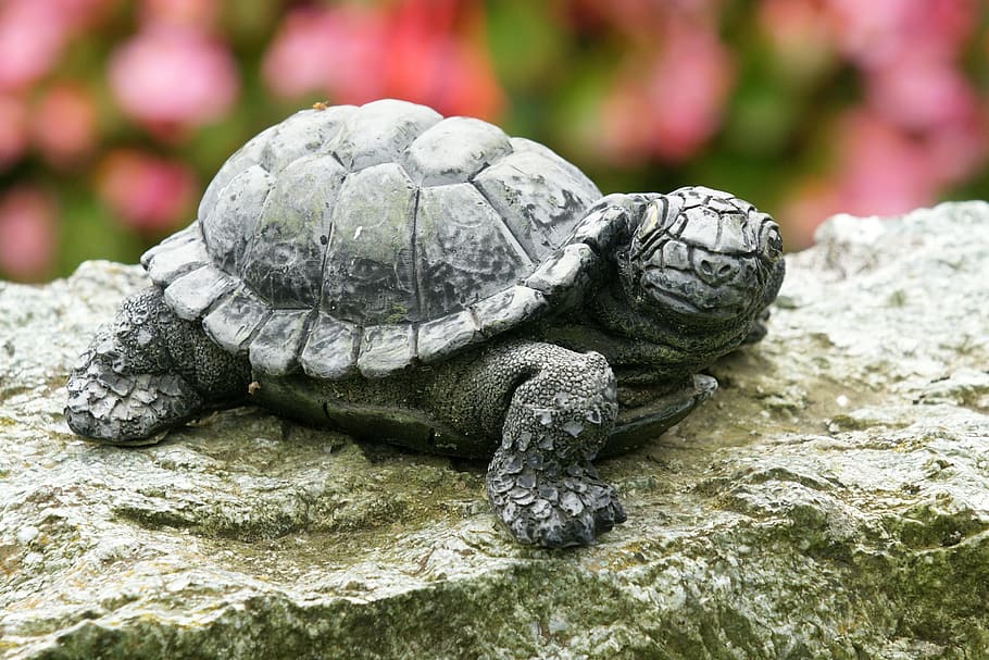 turtle, stone, art, figure, sculpture, decoration, animal themes HD wallpaper
