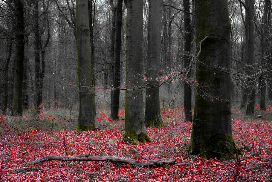 selective photography of bare trees, forest, weird, landscape HD wallpaper